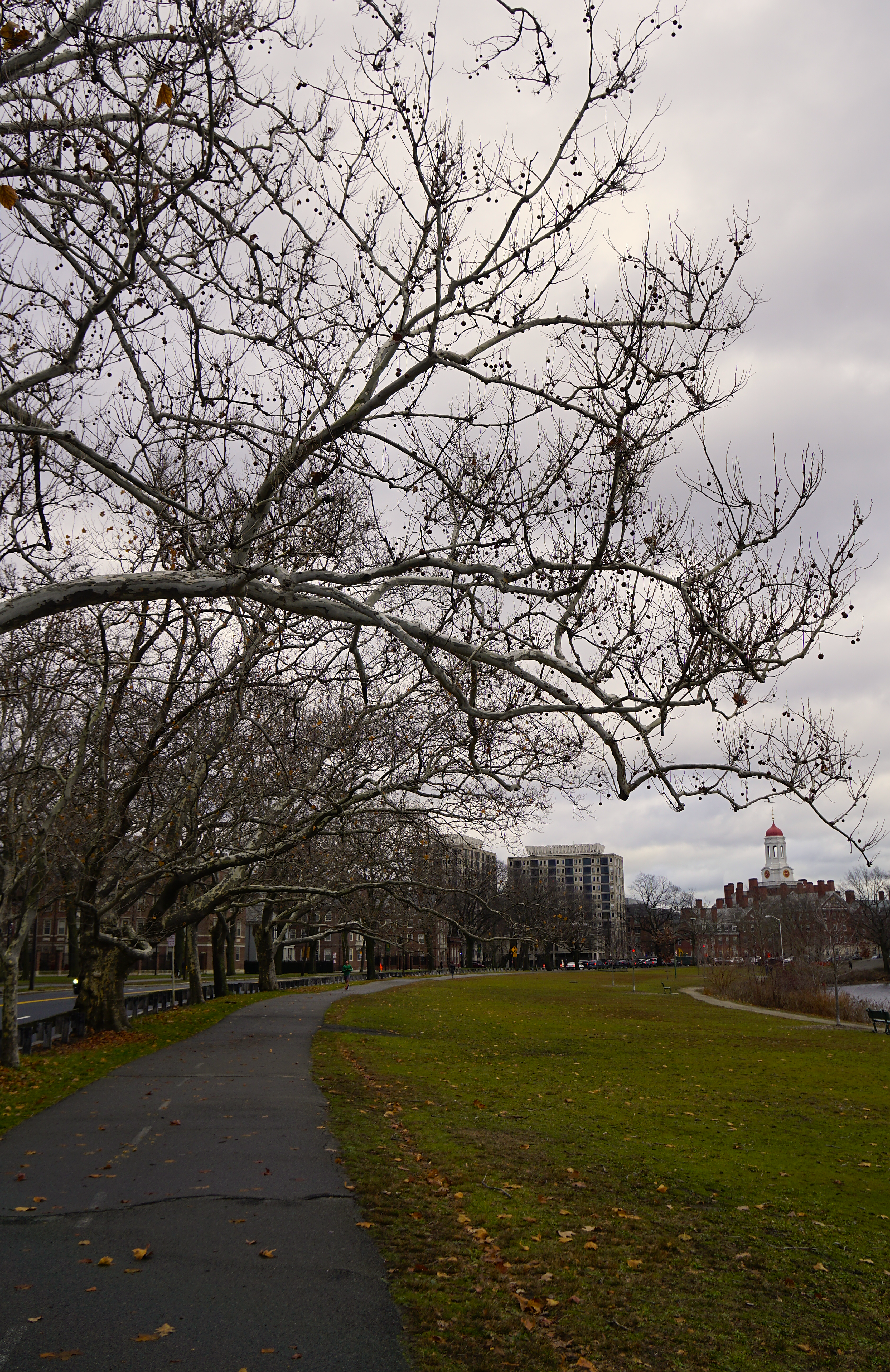 Harvard